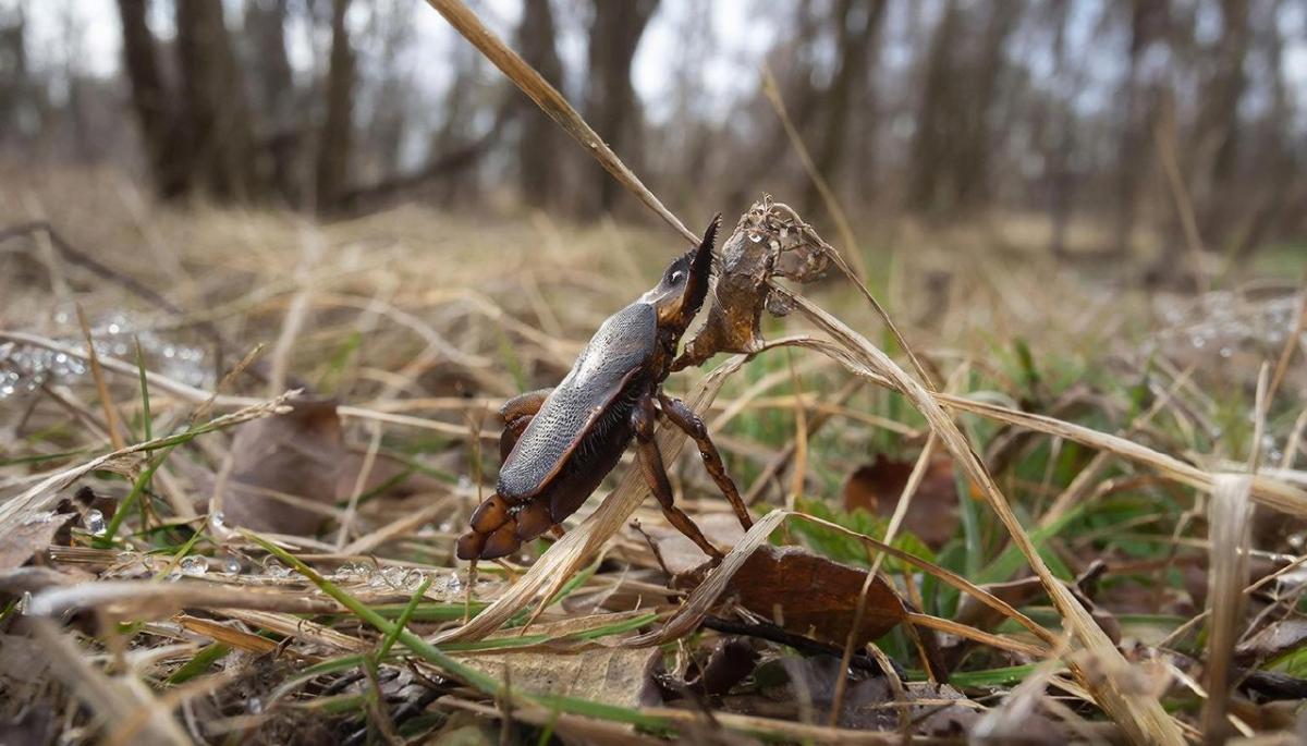 В Прикамье поступила первая партия вакцины от клещевого энцефалита