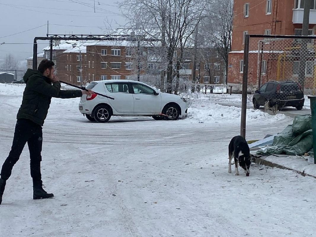 В Кизеловском городском округе отловлено 24 бродячих собаки 