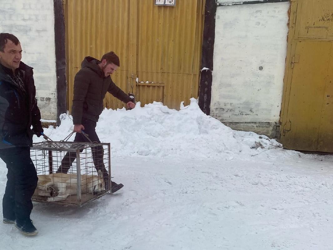 В Кизеловском городском округе отловлено 24 бродячих собаки 