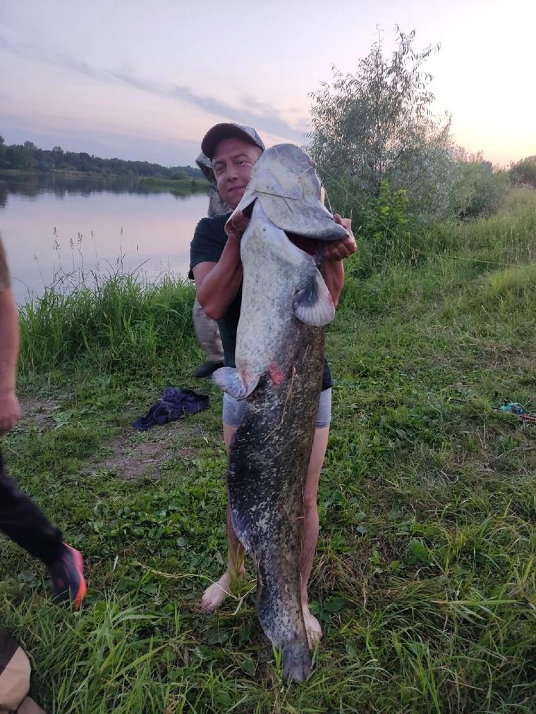 В Прикамье поймали рыбу размером с человека