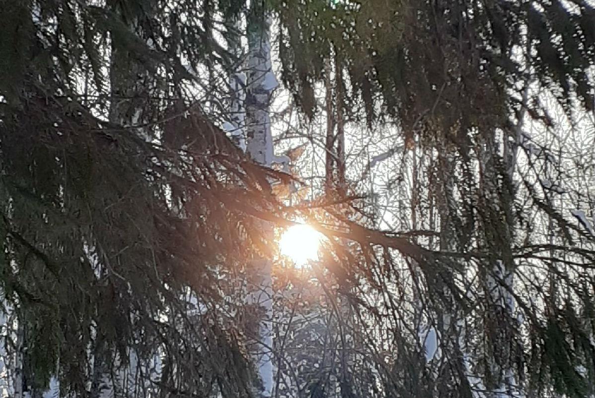 Приключения зимнего солнца в фотографиях 25 ноября