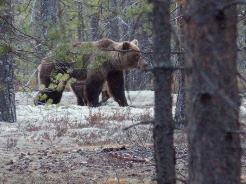 Медведь, которого на Ветлане прикормили туристы, может стать «смертником»