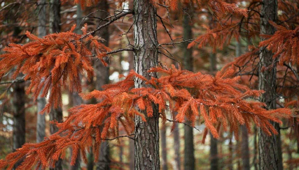 Около одного из посёлков Губахинского округа обнаружены поражённые уссурийским полиграфом деревья