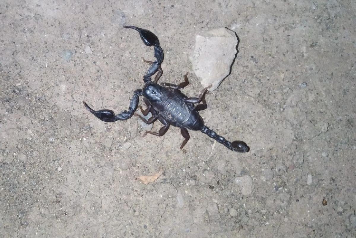 Жители одного из городов Прикамья обнаружили на детской площадке чёрного скорпиона