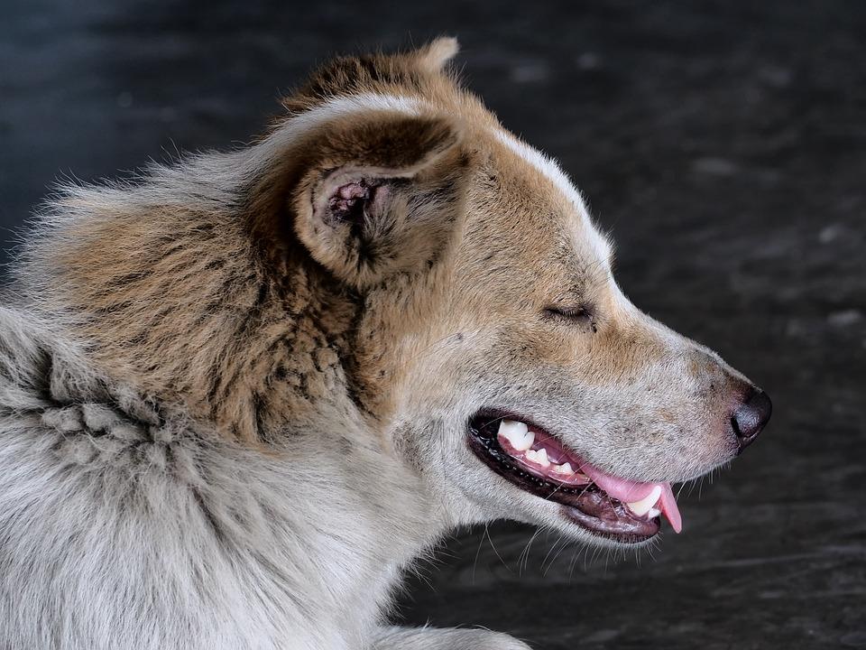 В губахинском посёлке Северный на ребёнка напала стая бродячих собак