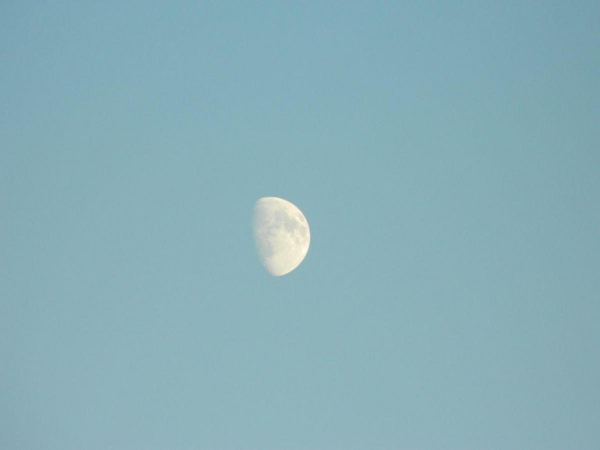 Губахинский «зоопарк», луна на голубом небе и окрестности округа. Самые яркие кадры 14 июля