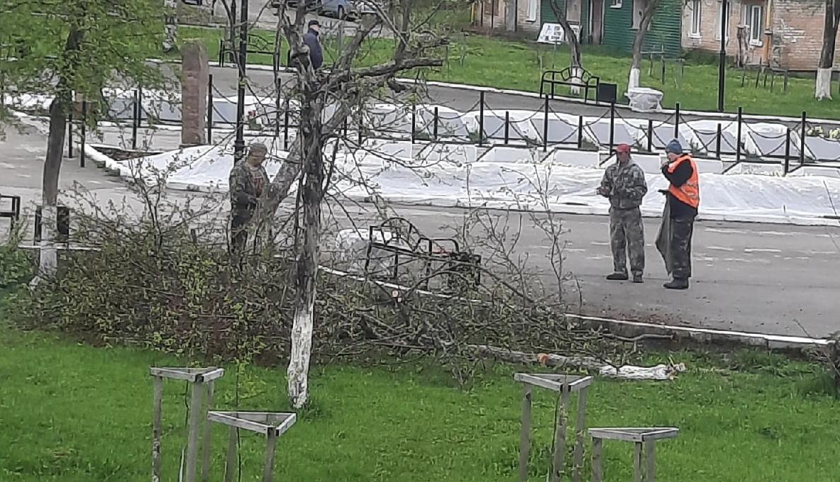 Губахинцы обеспокоены вырубкой деревьев в сквере Победы