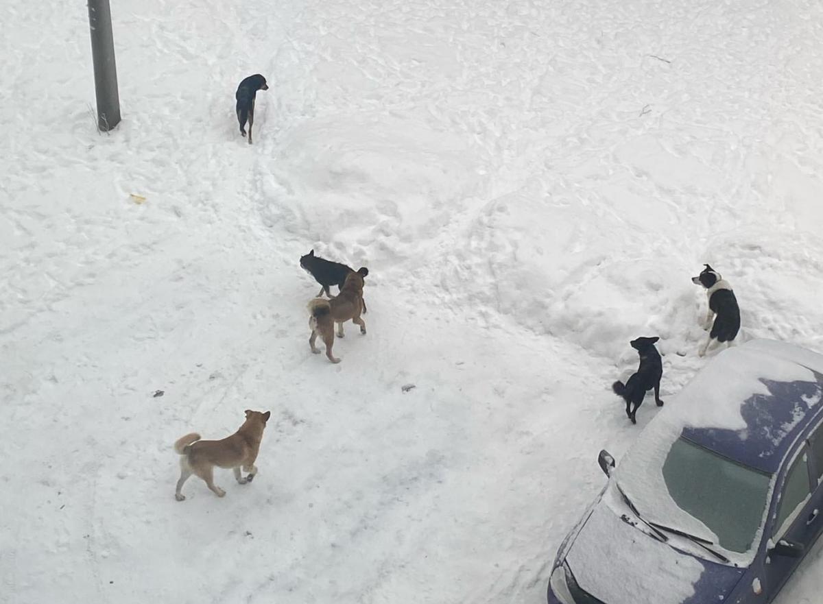 Жители одного из городов КУБа жалуются на агрессивных бродячих собак