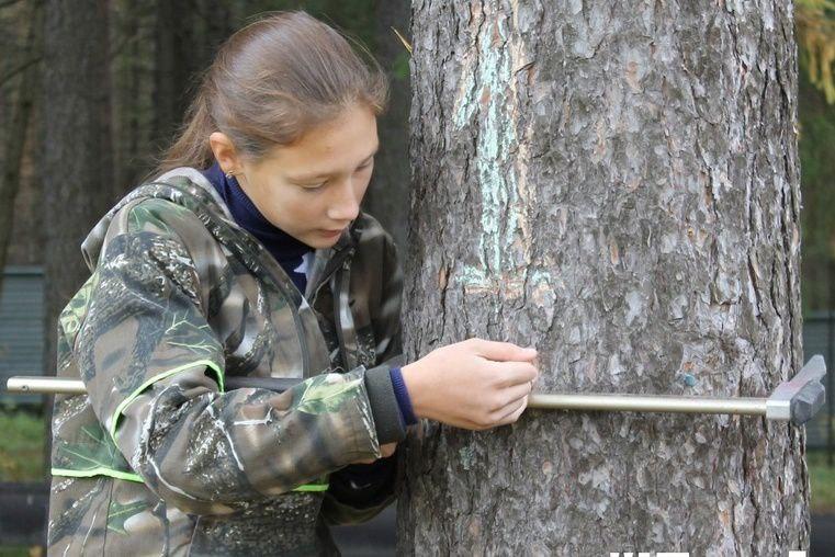 Губахинские школьники стали призёрами регионального конкурса по лесоведению