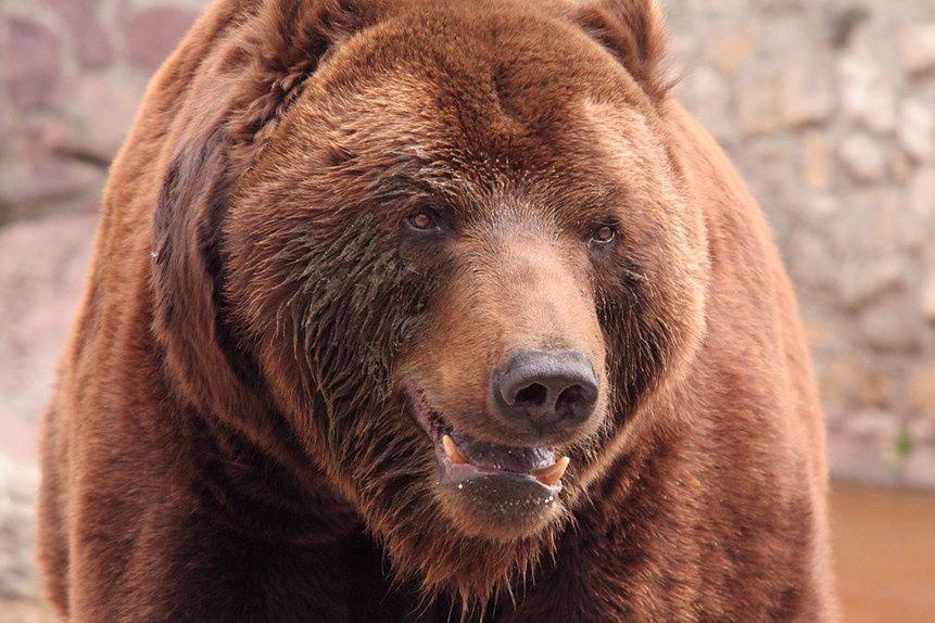 Медведицу, напавшую на грибника в Прикамье, решили оставить в живых