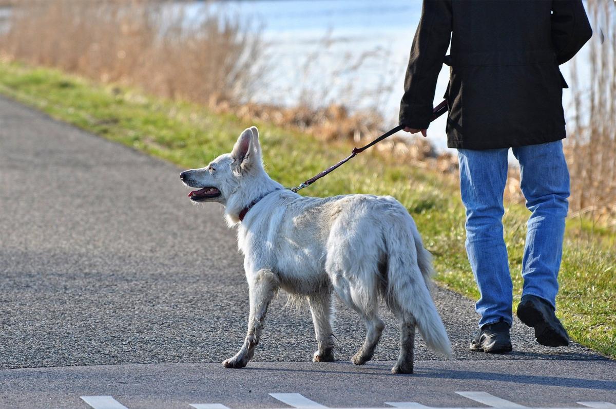 В Прикамье подросток вышел гулять с собакой и пропал