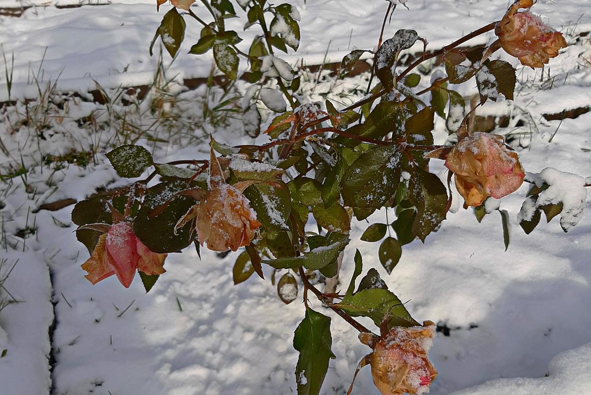 Зима с осенью встретились в фотографиях 18 октября 