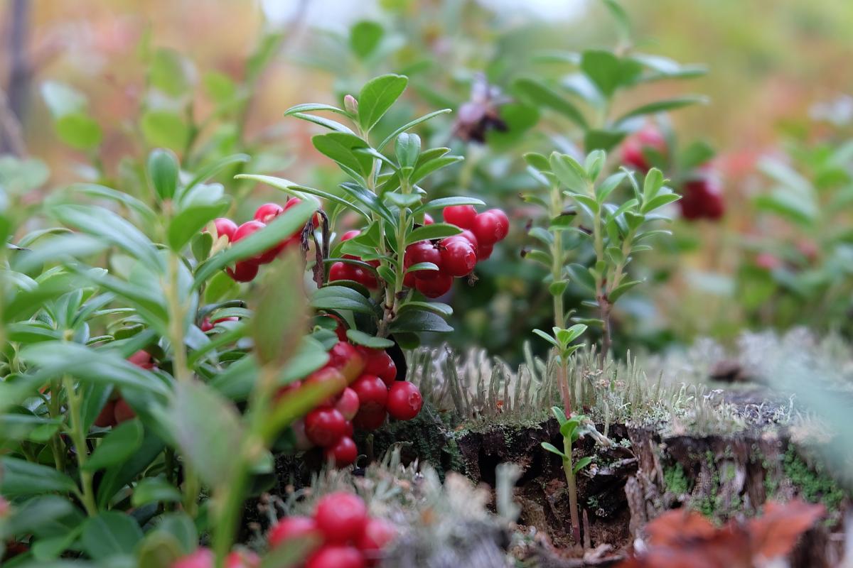 На территории Кизеловского лесничества установлены официальные сроки сбора ягод 