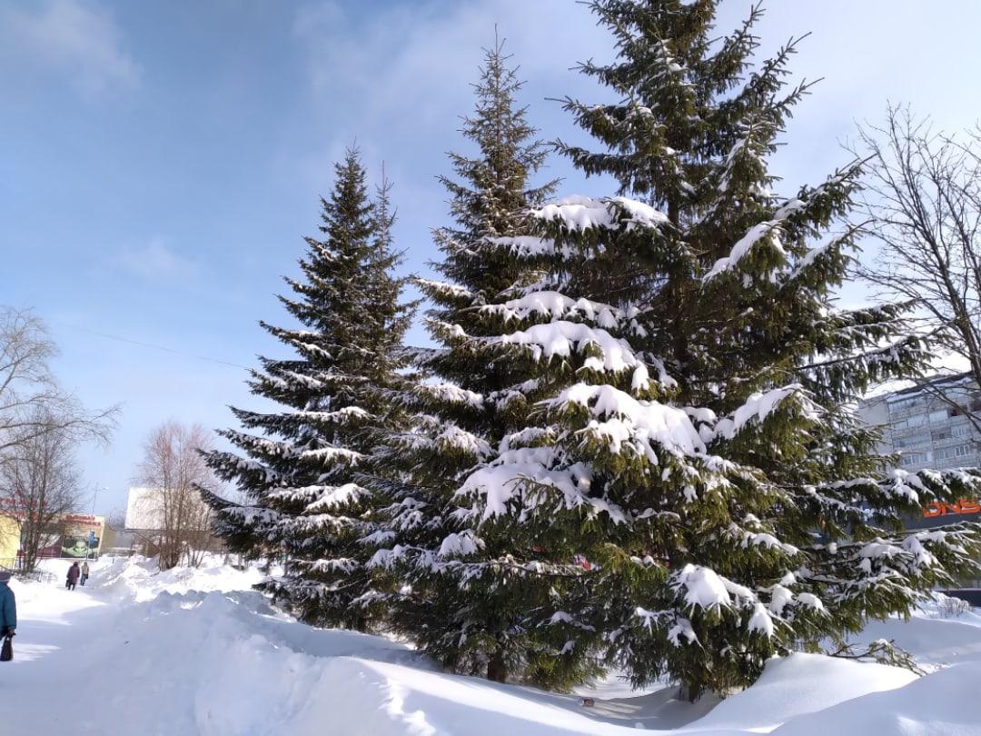 Снег, деревья и загадочный лаз в фотографиях 16 февраля