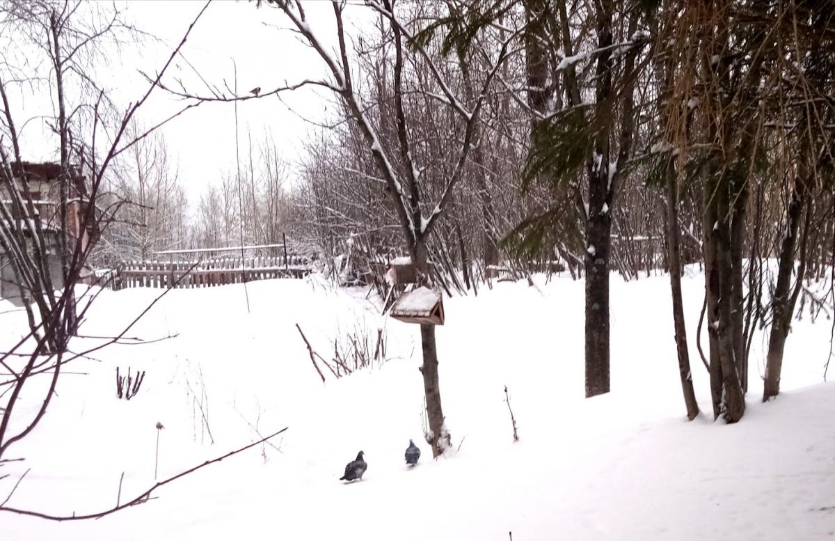 В ближайште дни температура воздуха в Прикамье может опуститься до -20 градусов