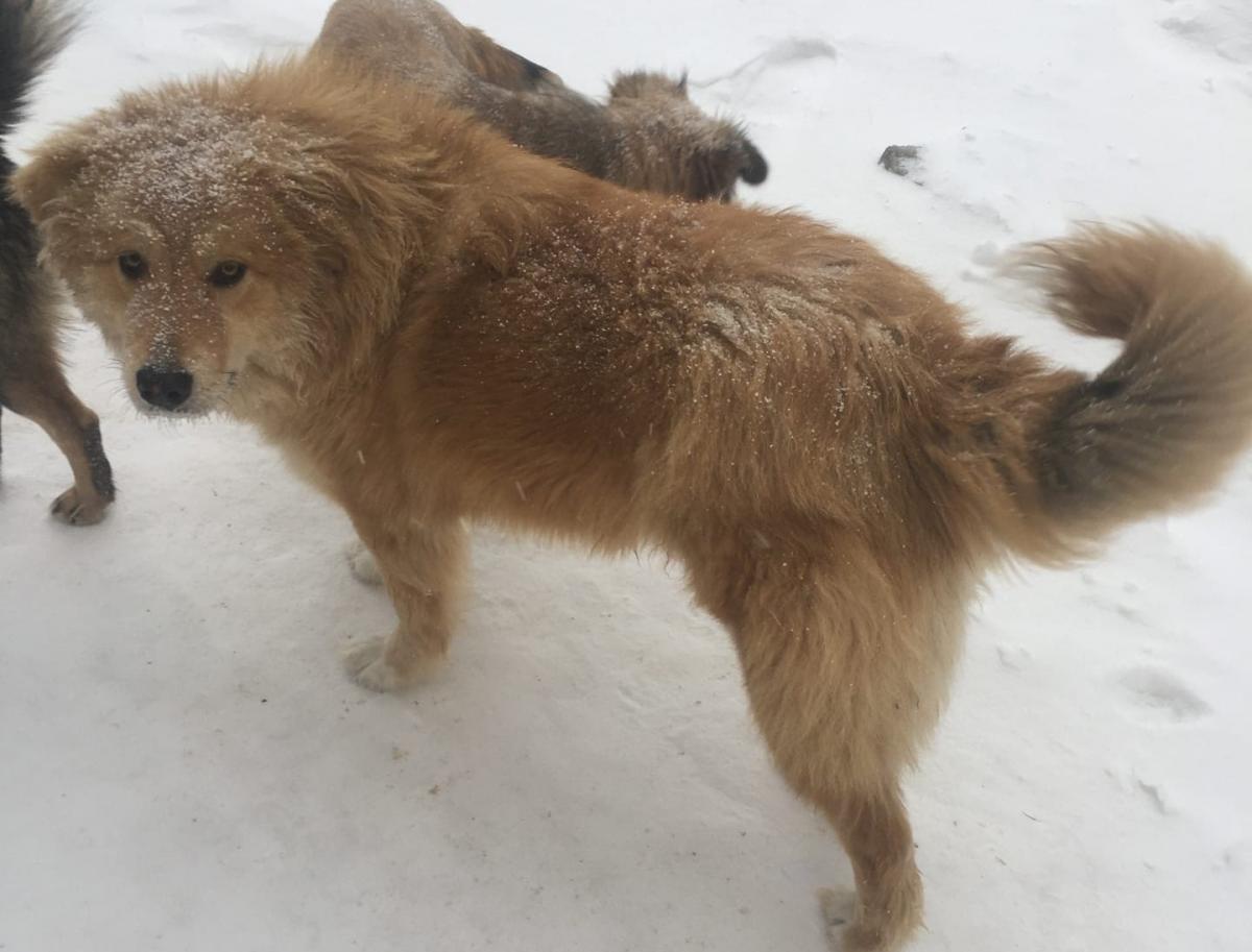 Бездомных собак губахинского посёлка Углеуральский будут помещать в пункт временного содержания Губахи