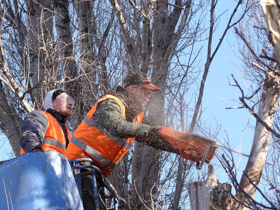 За осень в посёлке Широковский спилят деревья, мешающие обзору водителей и линиям электропередач
