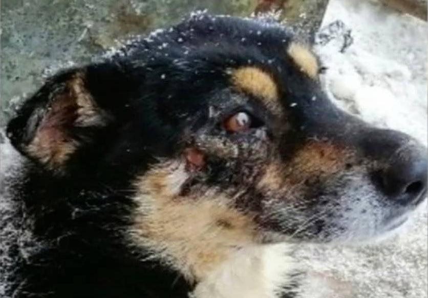 Кизеловский пёс, пострадавший от жестокого обращения, обрёл хозяйку