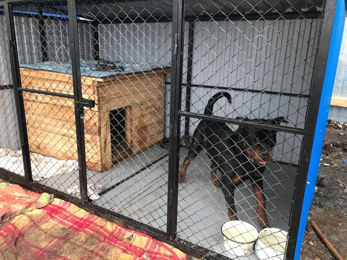 В одном из губахинских посёлков отлавливают бездомных собак
