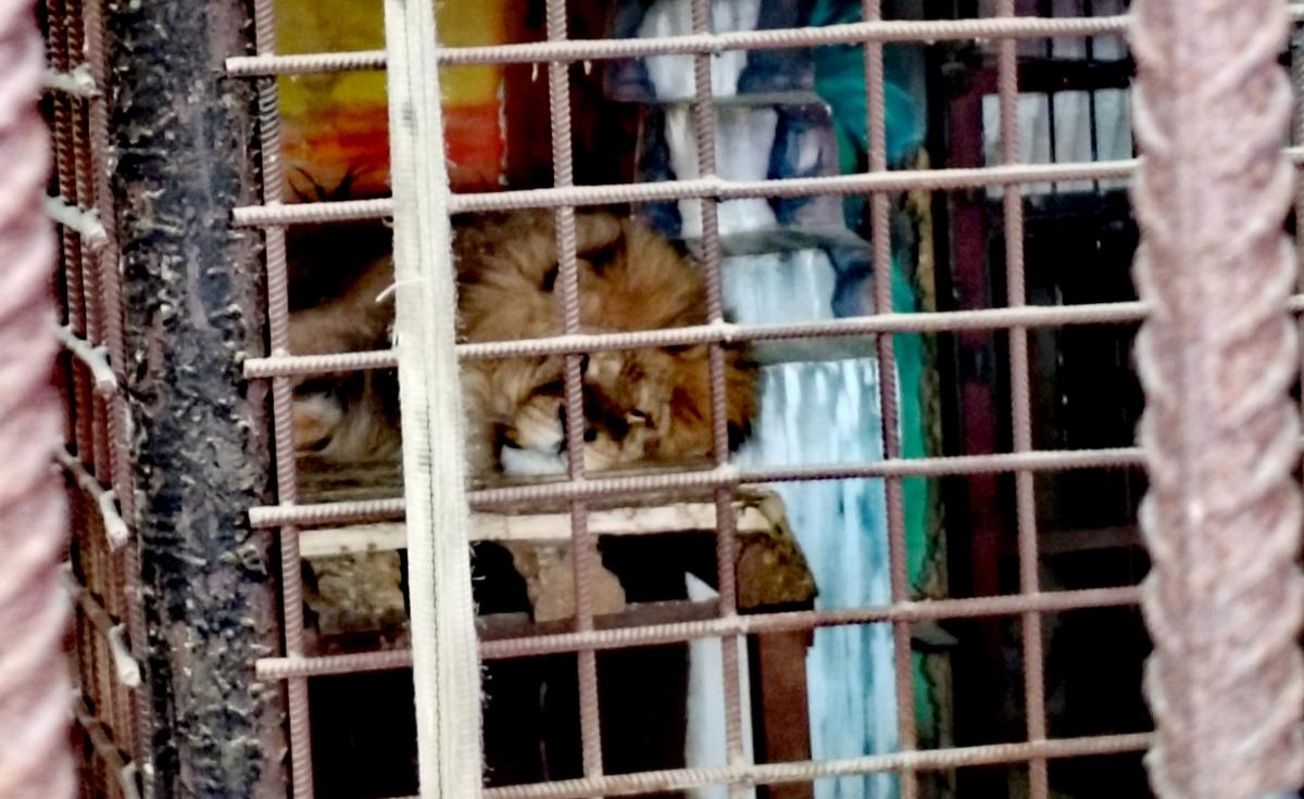 Фильм о жителе Губахинского округа, который спасает диких животных, покажут на «Флаэртиане»