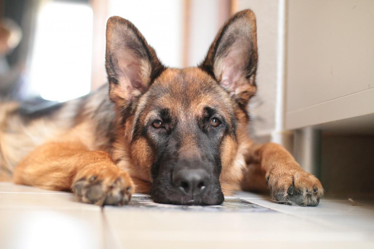 В одном из губахинских посёлков открыли изолятор для лечения служебных собак