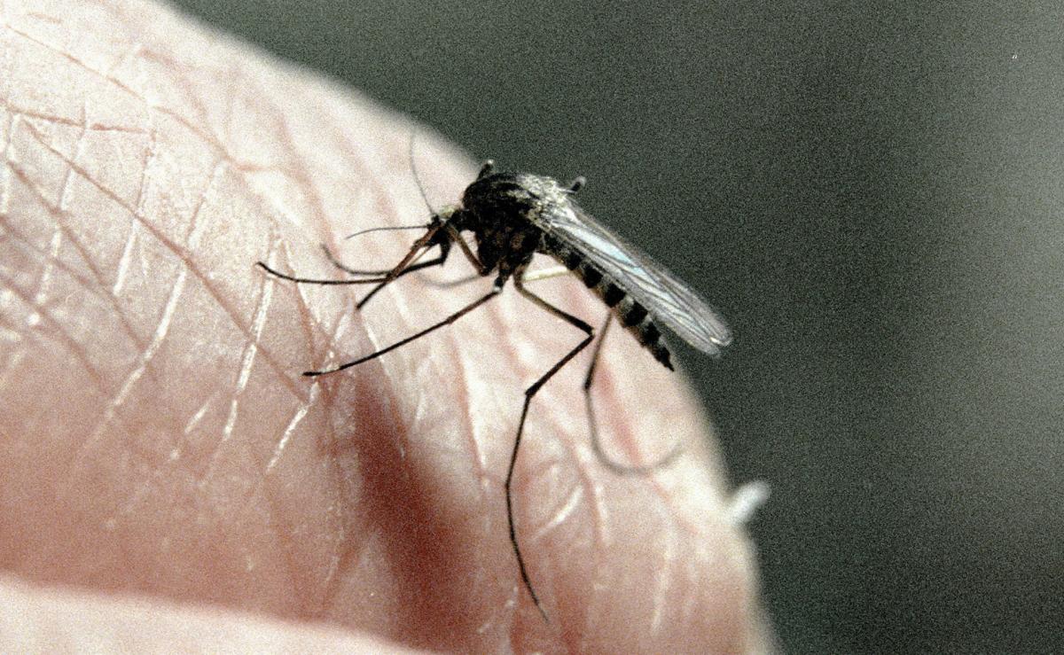 Роспотребнадзор предупредил жителей Прикамья о возможности заразиться малярией