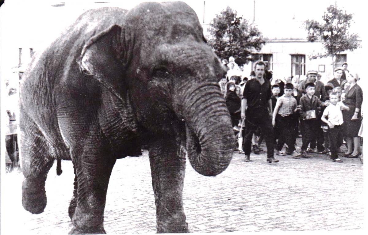 История одной фотографии. Вы знаете, что в 70-х по улицам Губахи ходили слоны?