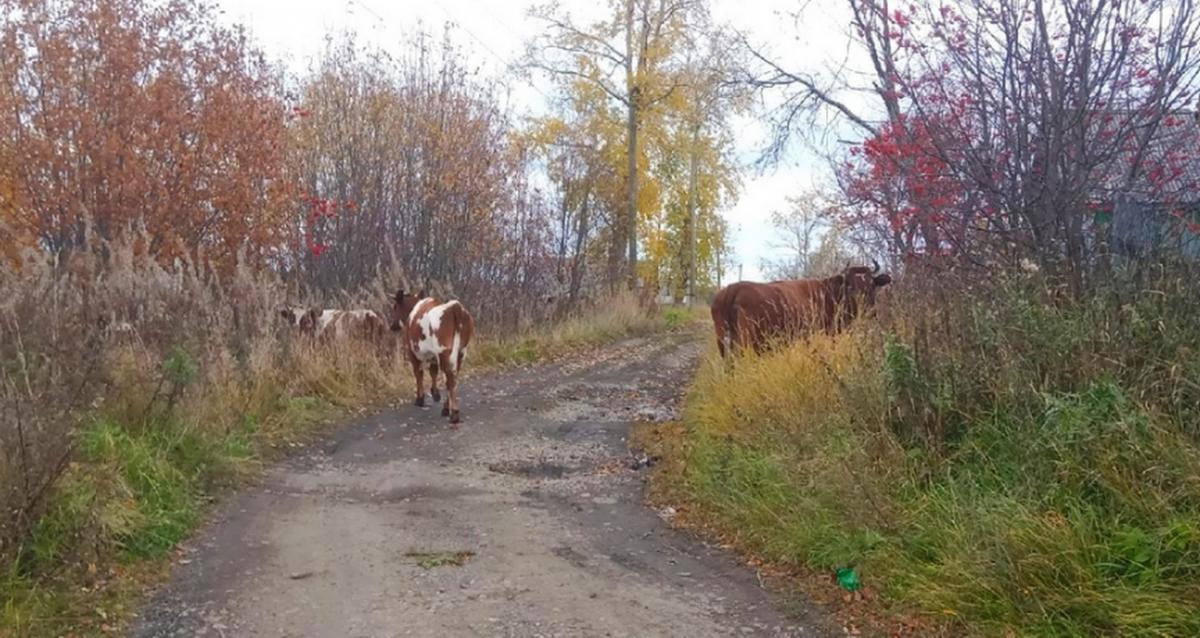 По Гремячинску свободно разгуливают коровы