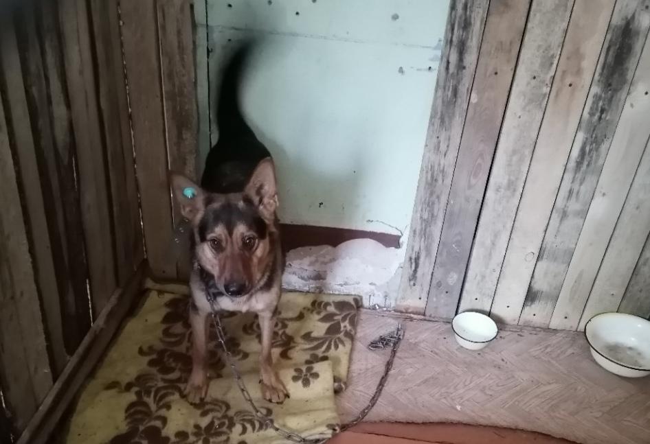 Кизеловский приют для бездомных животных находится на грани закрытия