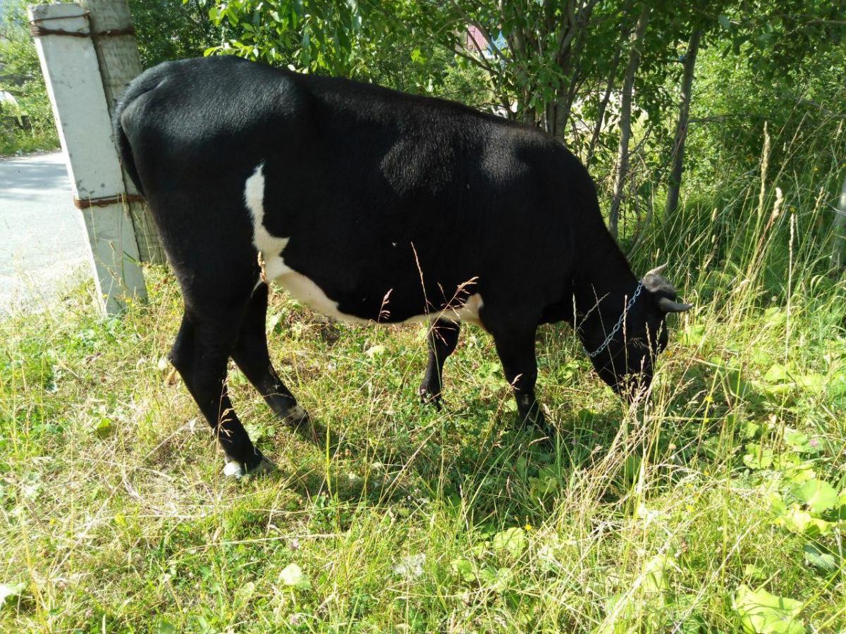 Жителей посёлка Нагорнского в Губахинском округе беспокоят безнадзорные коровы, гуляющие по дорогам и кладбищу