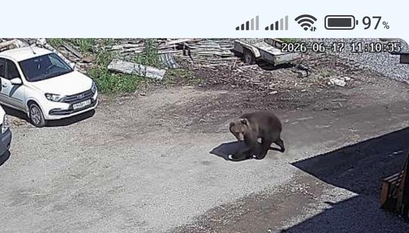 В минприроды решили судьбу медведя, гуляющего по Гремячинску