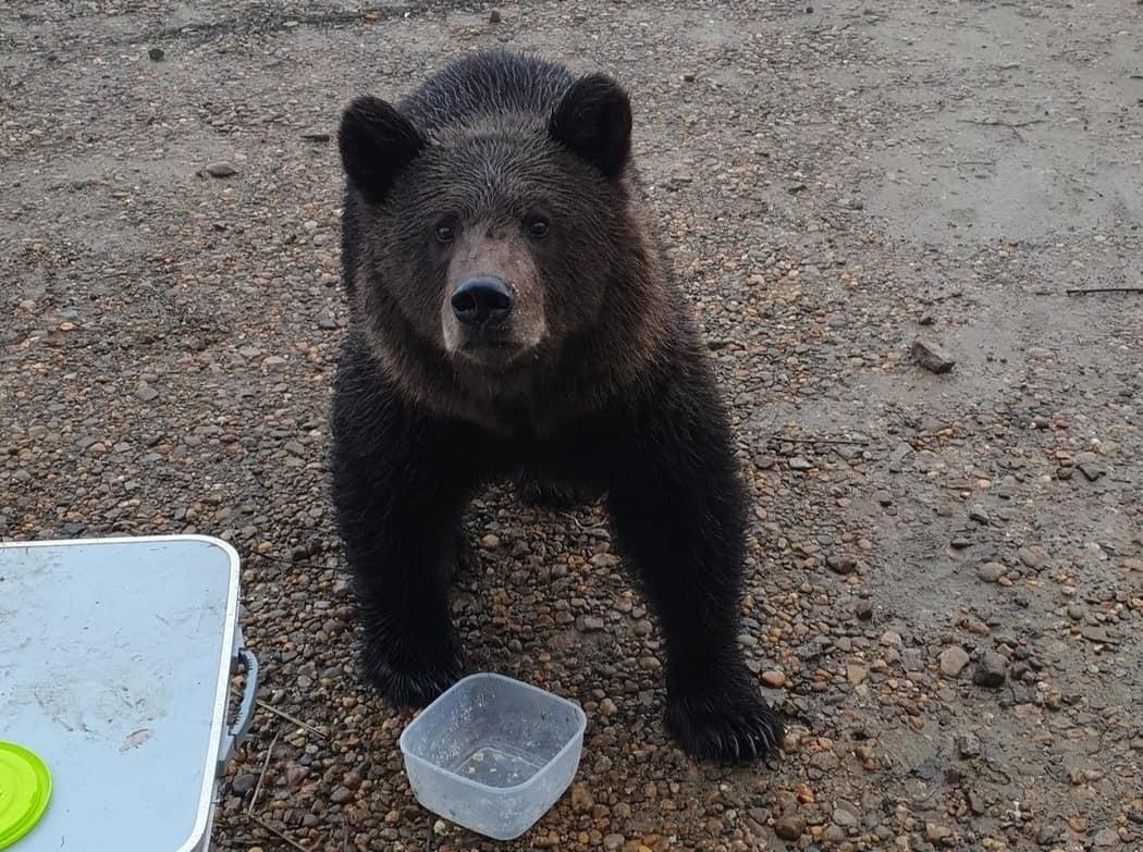 В Губахинском округе бродят три медведя. Совсем не сказочные