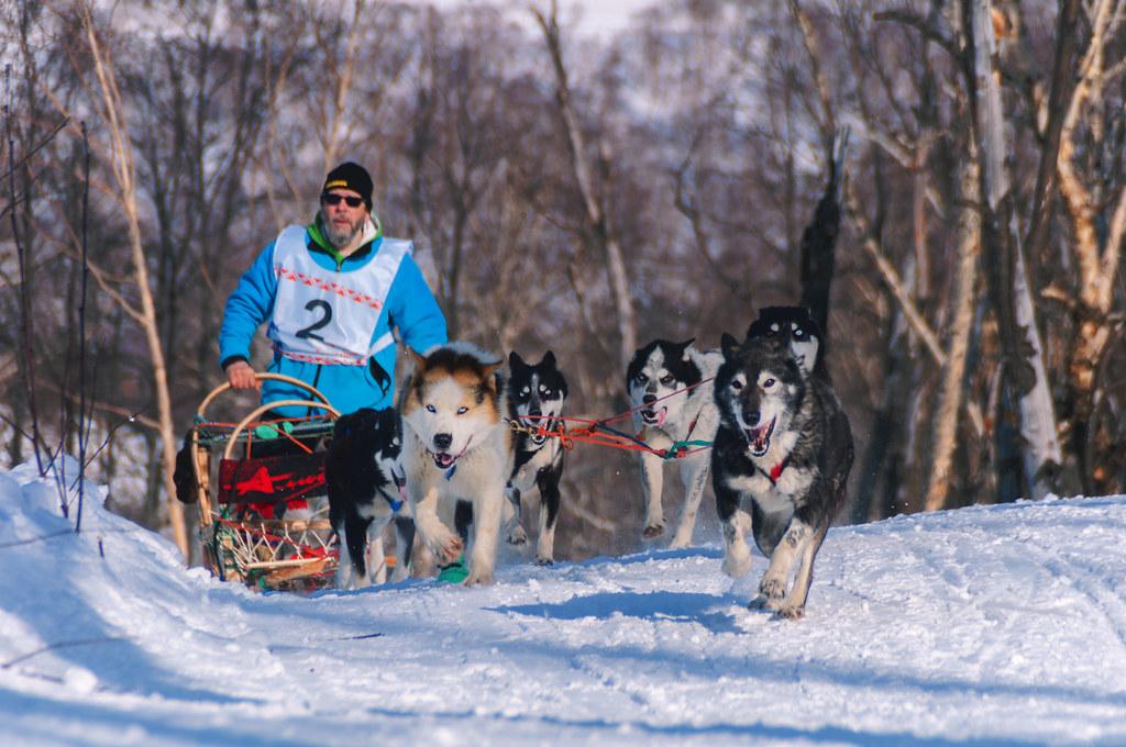 В одном из городов Пермского края пройдут гонки на собачьих упряжках
