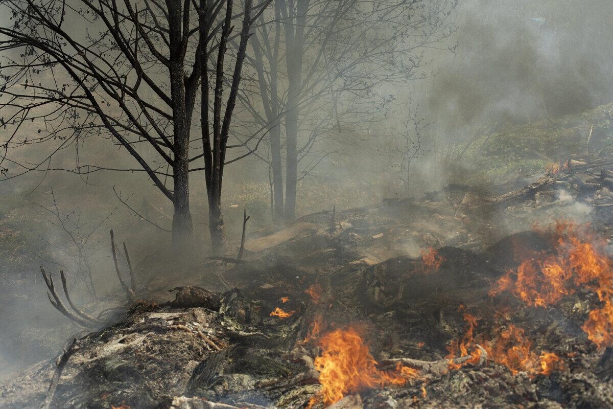 В Прикамье зарегистрировали первый лесной пожар в этом году 