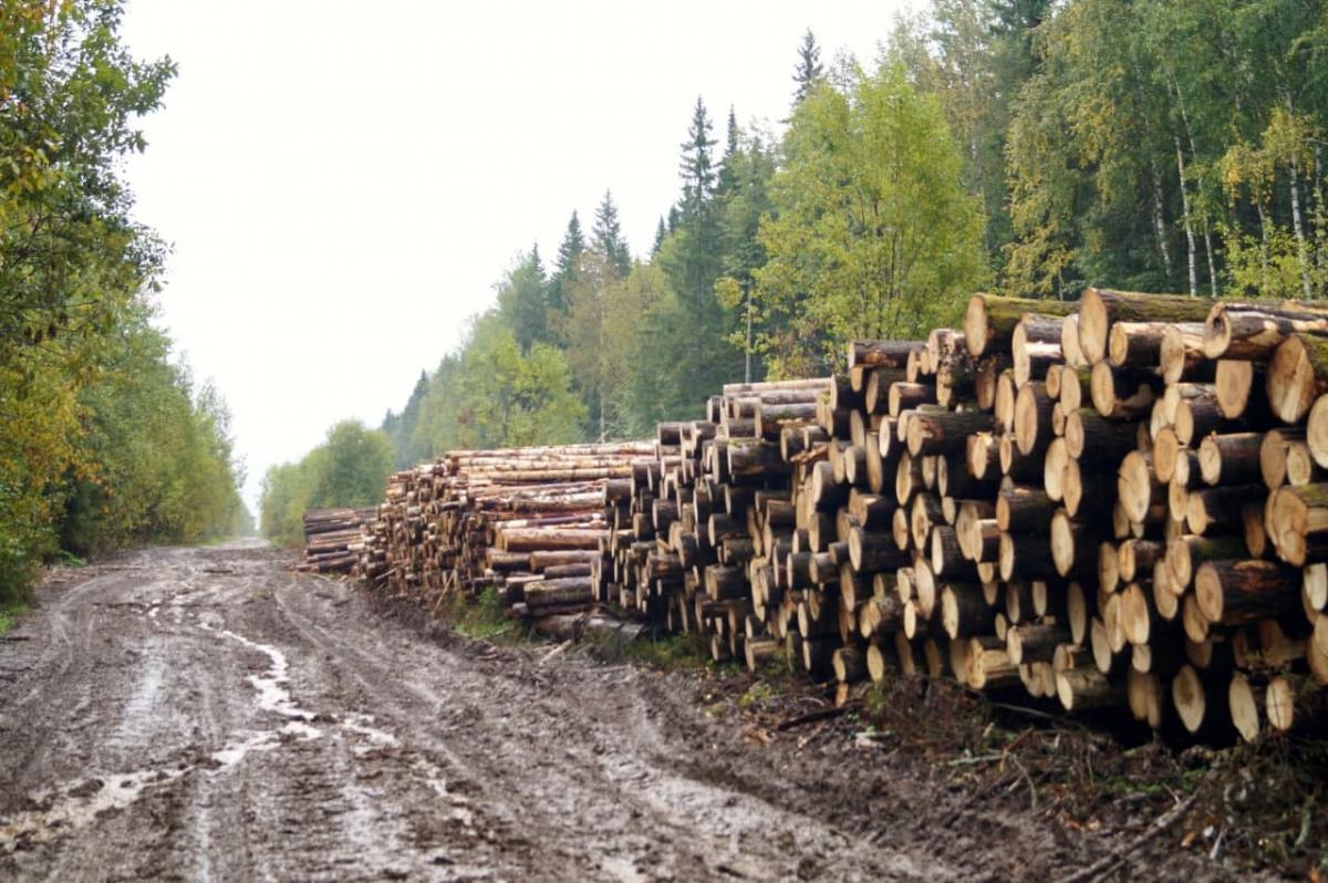 Жителя Кизела осудили за незаконную вырубку леса