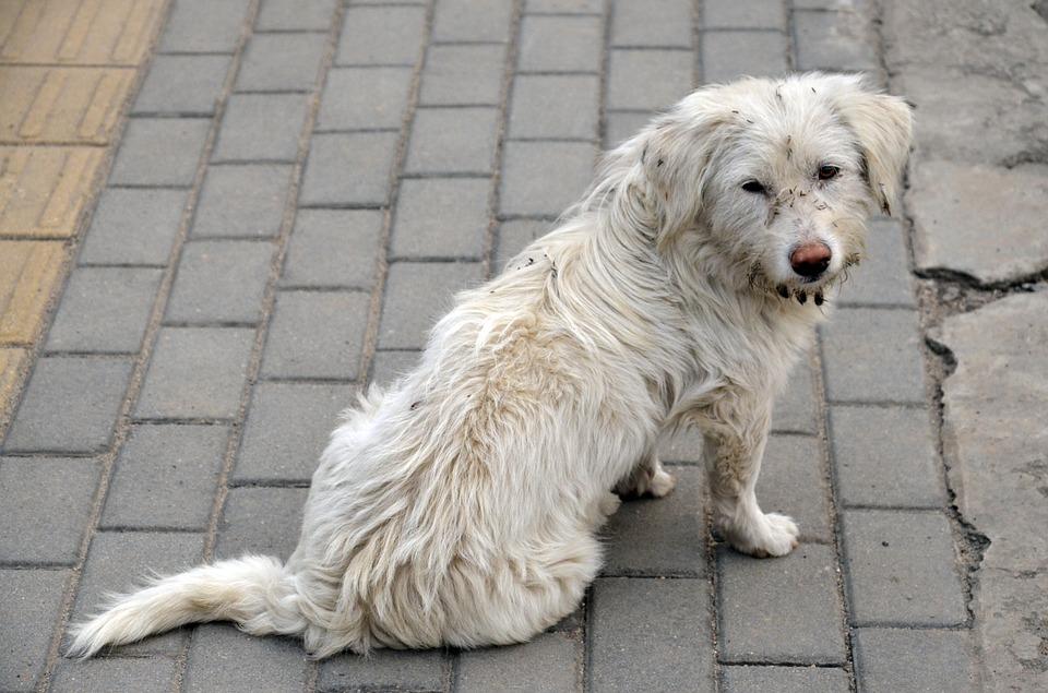 Активисты в Кизеле решили отловить бездомных собак 