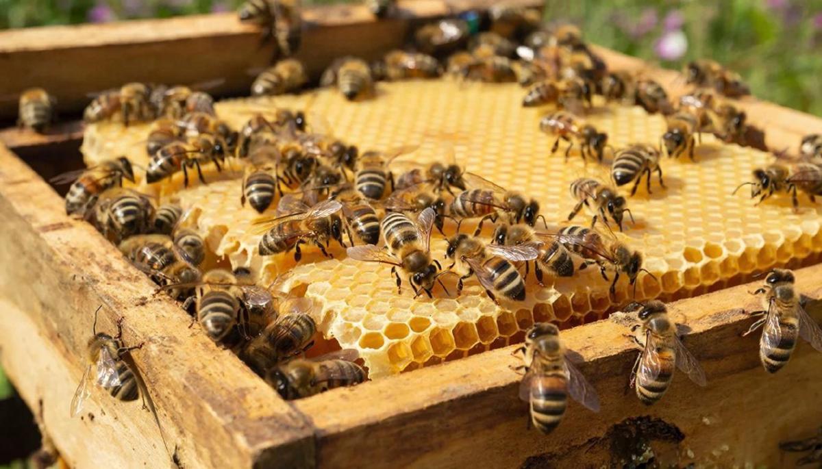 На сладенькое потянуло. Узнали, сколько и какой живности разводят жители округа на своих подворьях