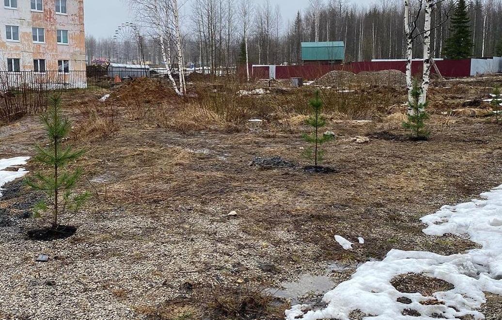 Николай Лазейкин: "В мае на территории Губахи будет высажено 200 саженцев деревьев"