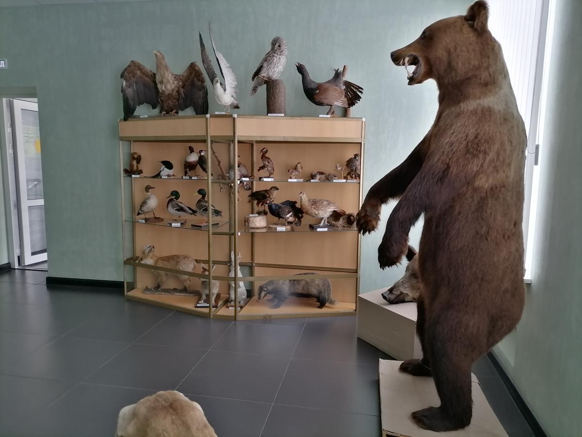 Вместо чучел животных и птиц в губахинском музее появится новая выставка