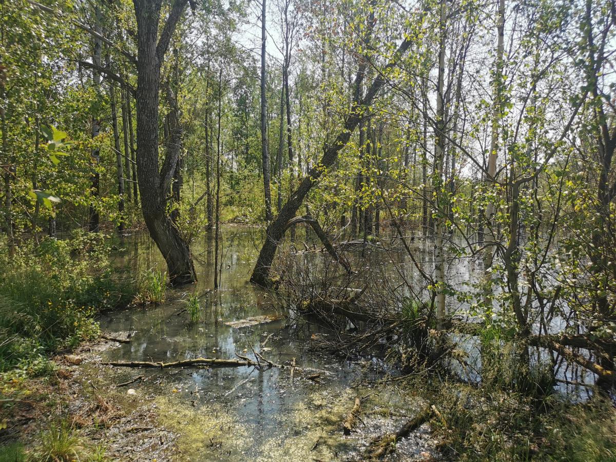 В Кизеле жители жалуются на экологическую катастрофу в районе пруда посёлка Северный Коспашский