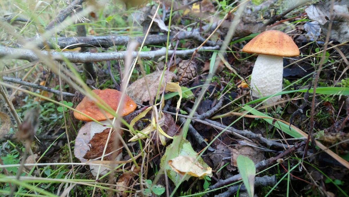Куда смотрит радуга, или Где растут грибы - на фотографиях 1 сентября