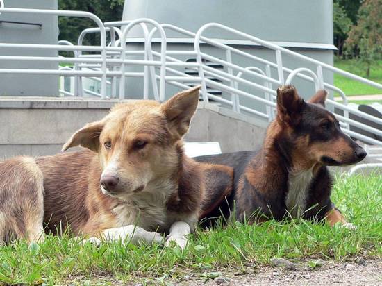 Губахе увеличили сумму субвенции на отлов безнадзорных собак