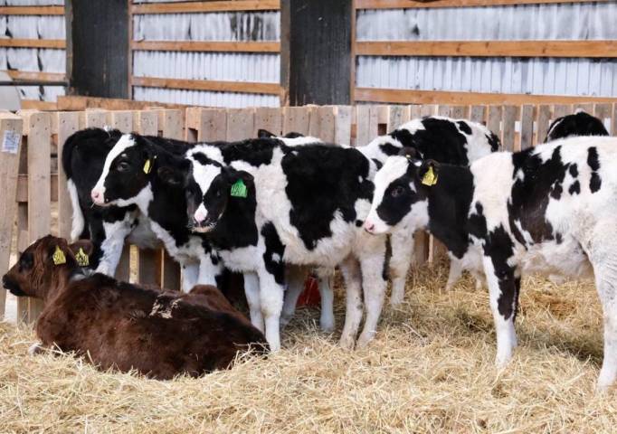 Деньги – на бурёнку. Ещё 17 проектов начинающих фермеров из Прикамья получат господдержку