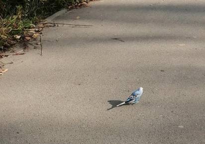 Один из дома. История улетевшего попугая в осенних фотографиях 24 сентября