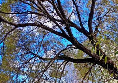 Как поспорили ивы с берёзами, а астра альпийская - с одуванчиком в фотографиях 11 октября