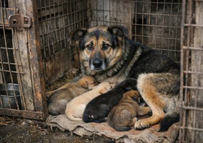 Собачье дело. В муниципальном приюте для бездомных животных возникла временная петля,  которая мешает работе?