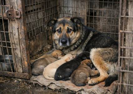 Собачье дело. В муниципальном приюте для бездомных животных возникла временная петля,  которая мешает работе?