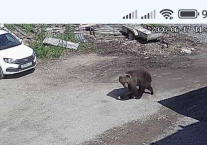 В минприроды решили судьбу медведя, гуляющего по Гремячинску