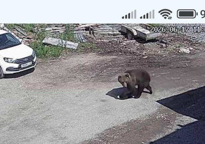 В минприроды решили судьбу медведя, гуляющего по Гремячинску
