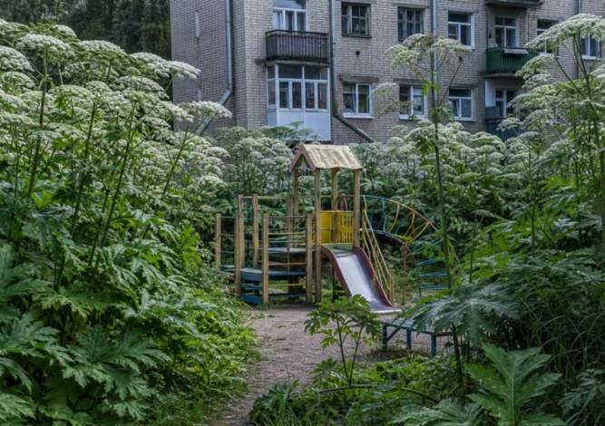 Управляющую компанию из Губахи оштрафовали за борщевик на придомовых территориях